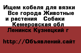 Ищем кобеля для вязки - Все города Животные и растения » Собаки   . Кемеровская обл.,Ленинск-Кузнецкий г.